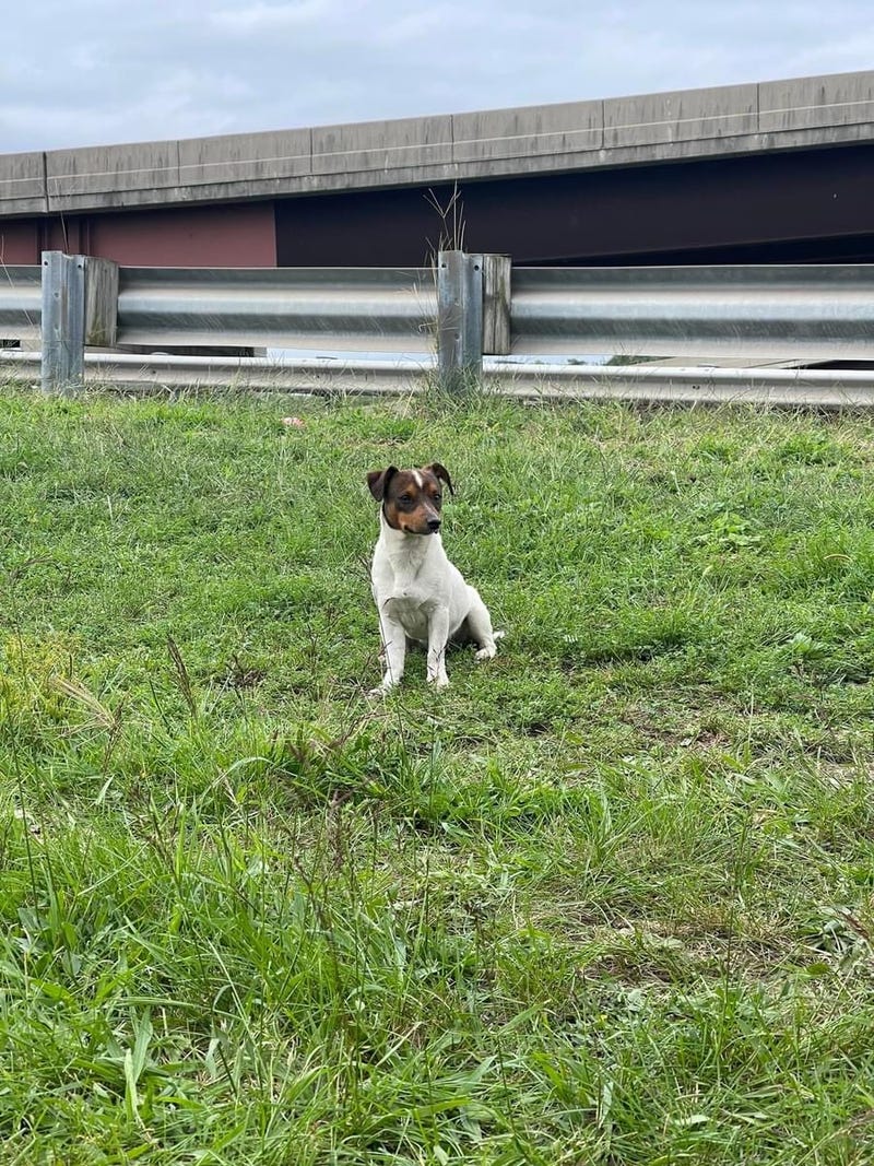 'Monkey' the Jack Russell terrier was rescued after weeks of running on the highways near Newark Liberty International Airport.
