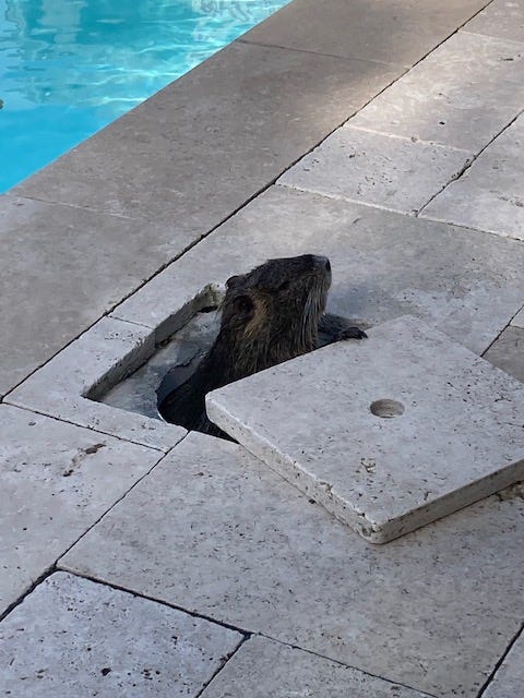 Neuty near a pool.