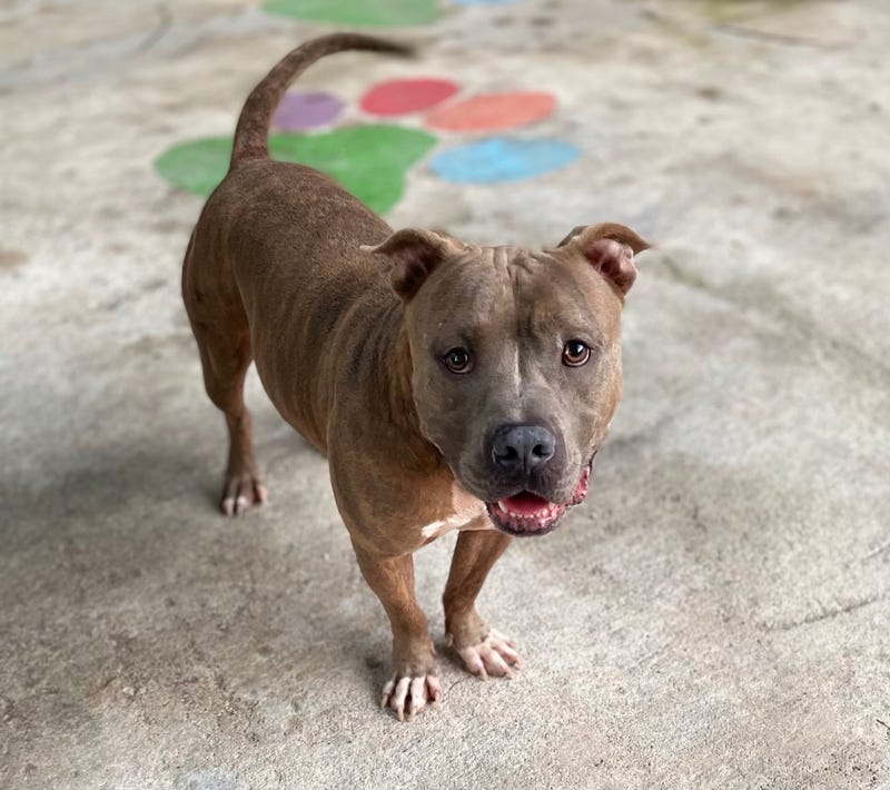Pet Orphans Miami
