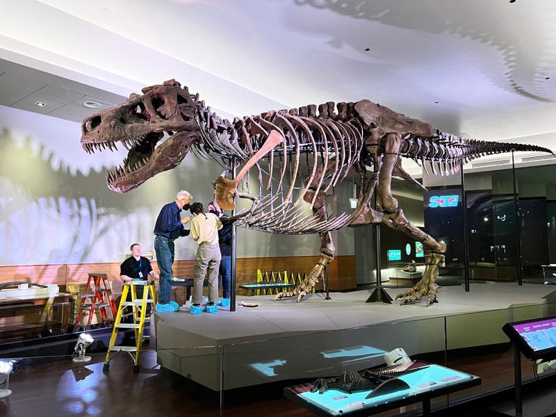 Sue the T Rex