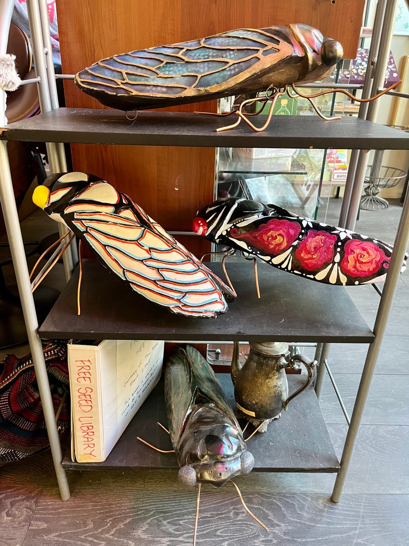 Cicadas