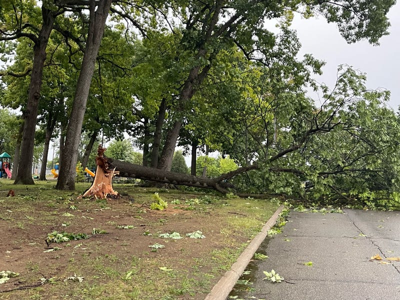 Tree down, fallen onto road, at Crowley Park in Dearborn