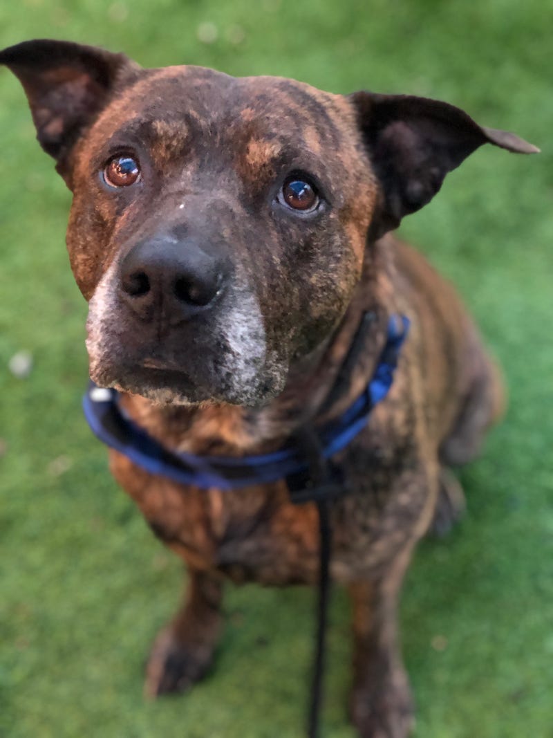 Meatball #A1155336