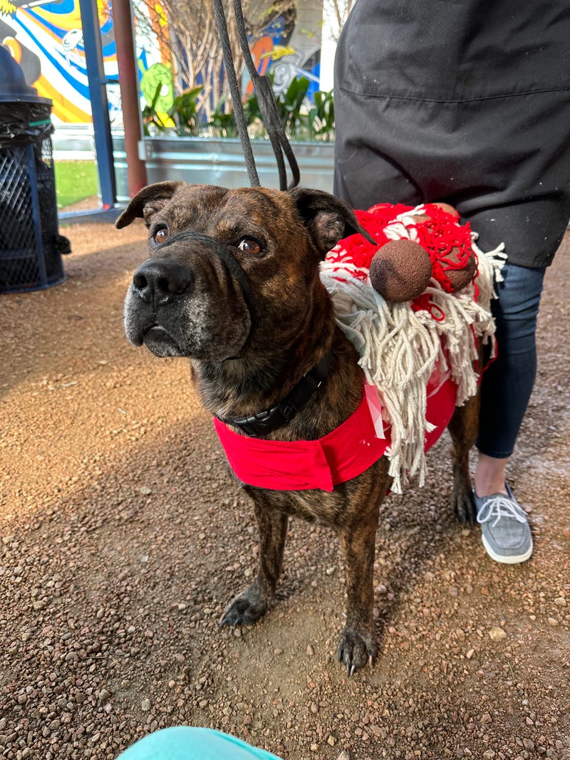 Meatball #A1155336