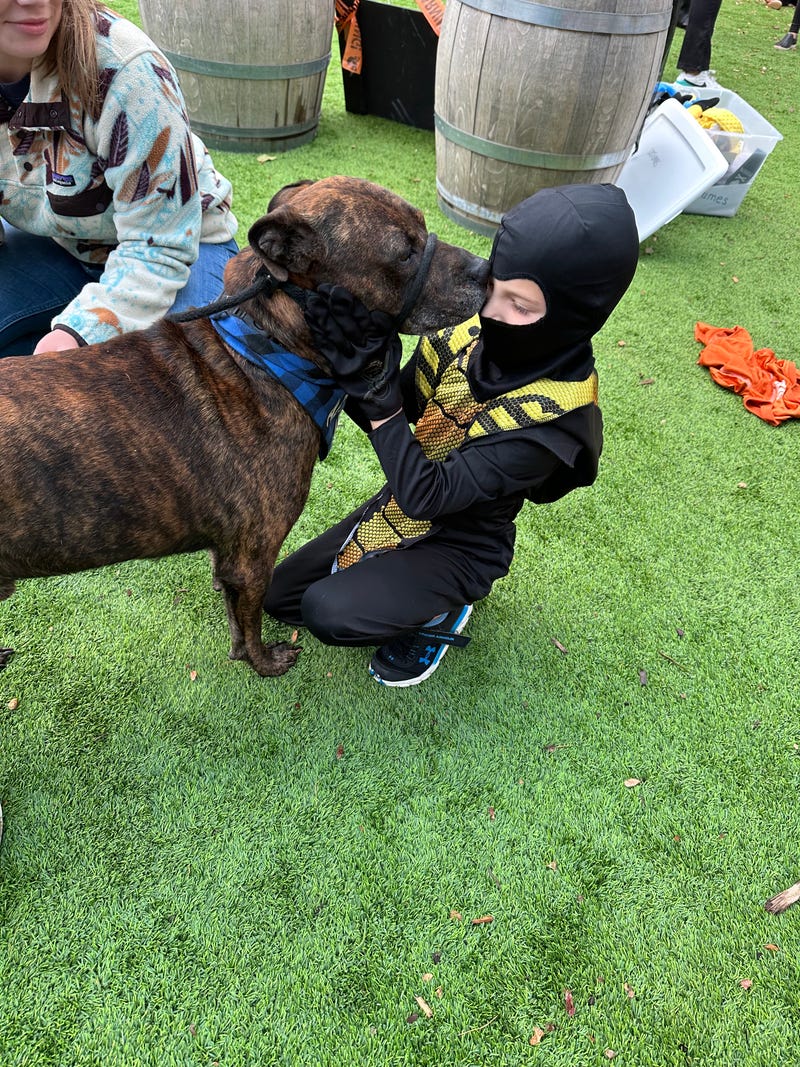Meatball #A1155336