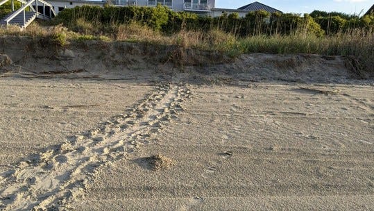 A sea turtle 'crawl' is the track left by a female coming ashore across the sand to find a suitable place to dig a nest and lay her eggs. This crawl on Seabrook Island led to the state's first nest of the season.