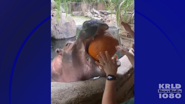 Fort Worth Zoo hippo loves Fall pumpkins treats