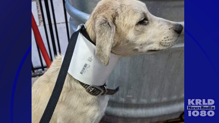 Puppy with PVC pipe stuck on neck on the mend