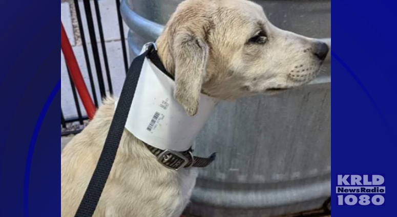 Puppy with PVC pipe stuck on neck on the mend