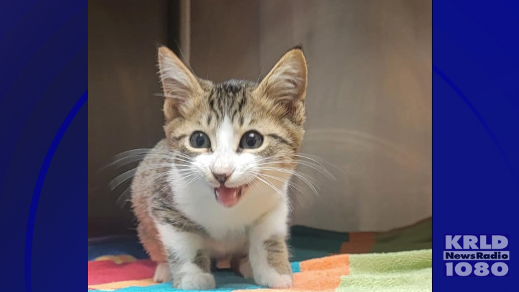 Fort Worth Police, Animal Control rescue kitten from a busy I-20