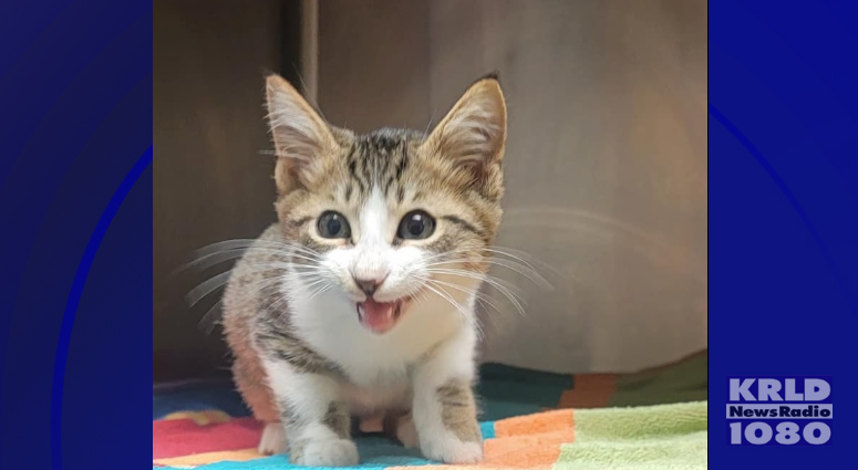 FWPD, Animal Control rescue kitten from a busy I-20