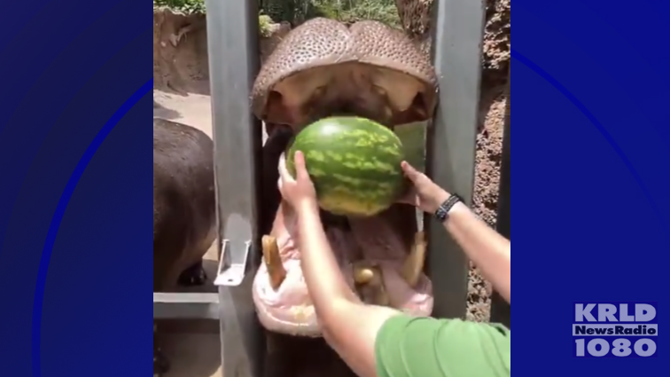 Hippos at San Antonio Zoo beat the heat by chomping down whole watermelons