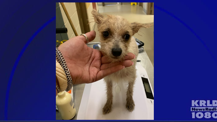 Mesquite Animal Services rescues 111 dogs