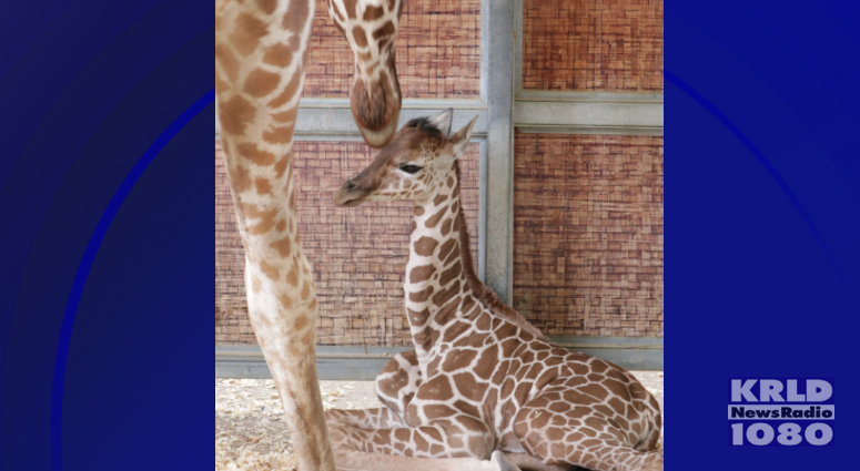 Dallas Zoo baby giraffe