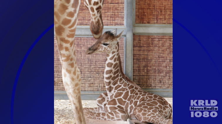 Dallas Zoo names giraffe born on July 4th