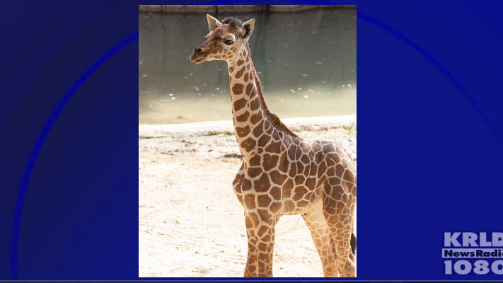 Dallas Zoo announces death of 3-month-old giraffe calf