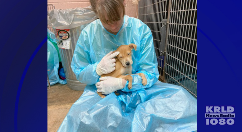 Humane Society of North Texas seeks help in battle against distemper