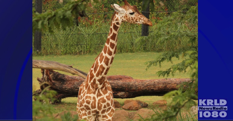 Jessie the giraffe