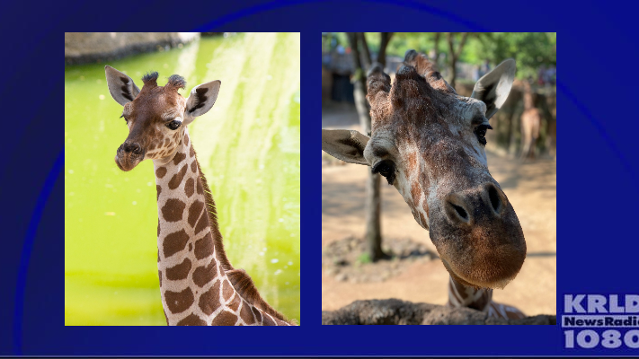 Another giraffe dies at Dallas Zoo, updates provided on previous death