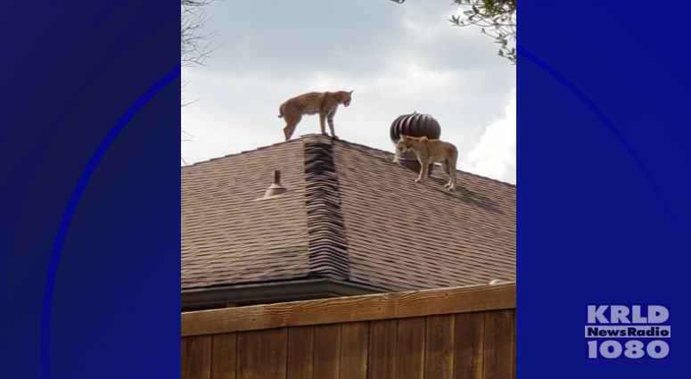 Bobcats on roof of Dallas home