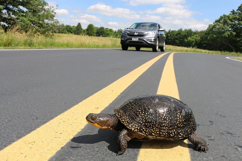 Motorists reminded to use caution to avoid turtles this spring