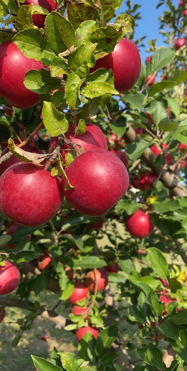pickin apples 3