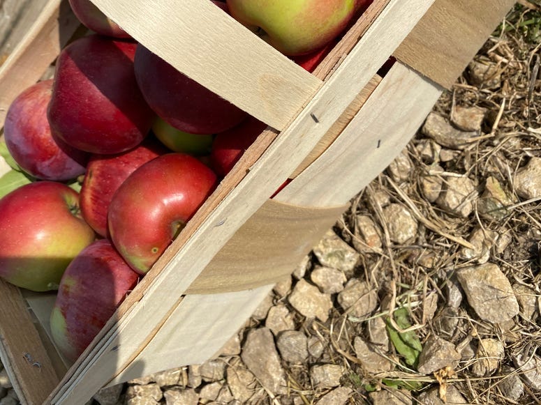 pickin apples 1