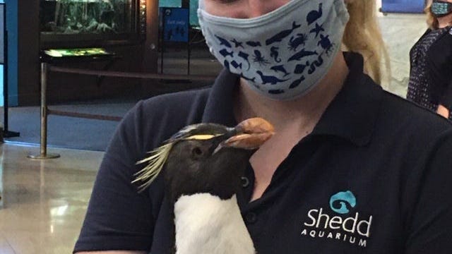 Adorable Penguin Greets Visitors as Aquarium Reopens After Nearly 4 Months