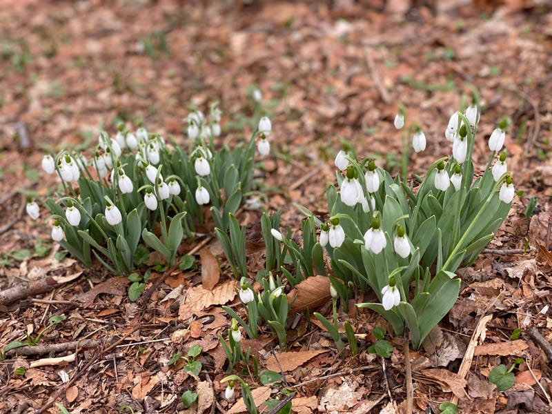 Snowdrops blooming at Morris Arboretum in Chestnut Hill. 