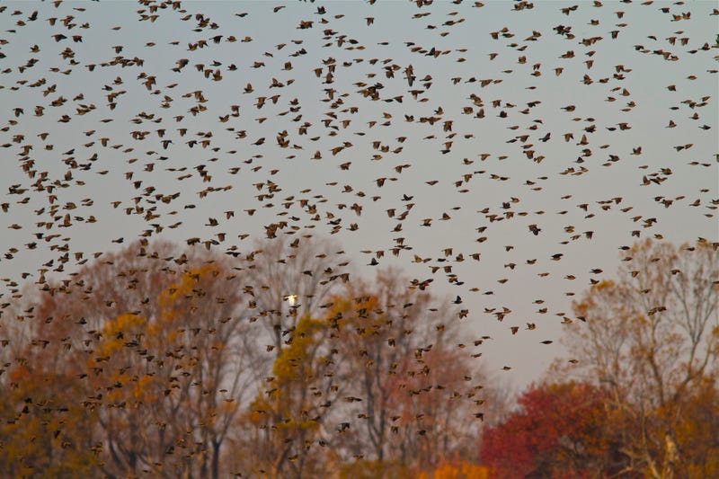 A huge flock of red-winged blackbirds take flight.