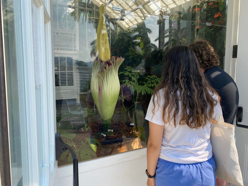 Visitors at the Conservatory of Flowers view the Amorphophallus titanum, better known as "Terra the Titan."