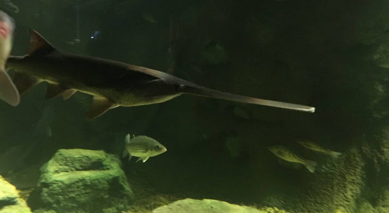 St. Louis Aquarium