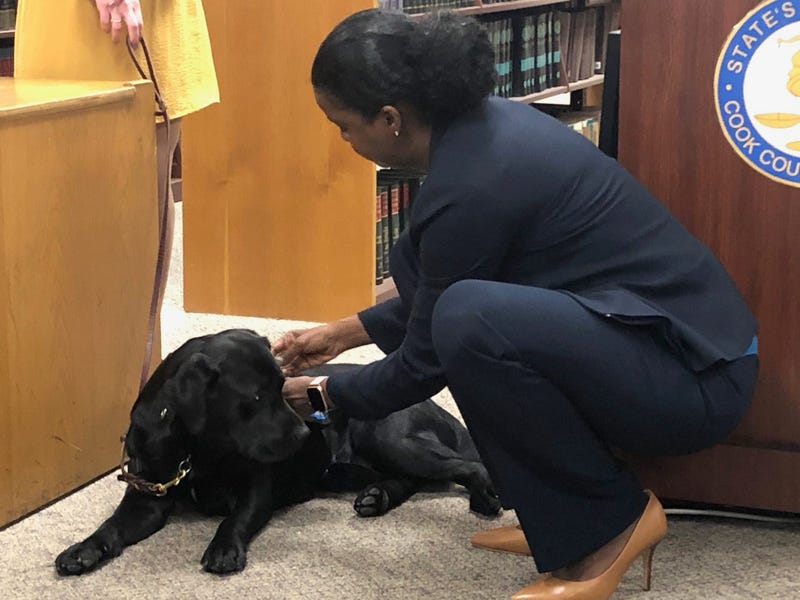 Hattie is a 2-year-old black lab, a service dog, who was sworn-in today as an Assistant State’s Attorney.