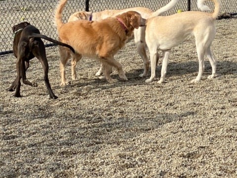 Glen Rock dog park