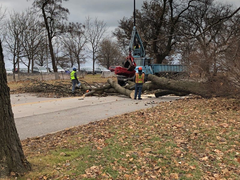 Chicago crews worked late Wednesday morning to clear a tree brought down by high winds in Chicago's South Shore neighborhood.