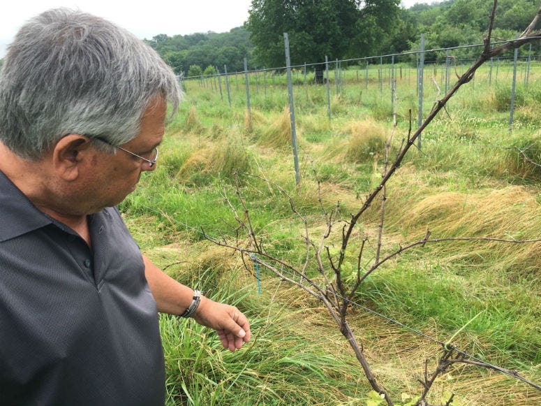 Dominic Dollose had big plans for a four-acre vineyard on his farm near Perkiomonville.