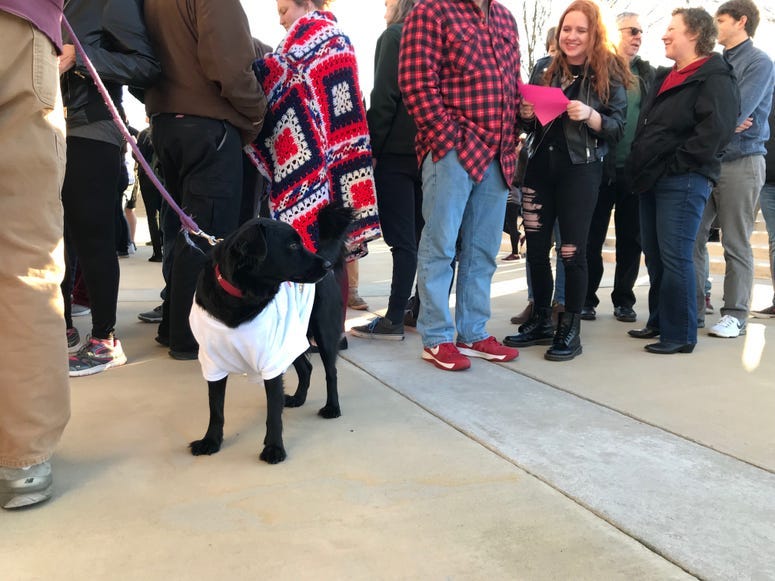 Dog Waits at Bernie Rally