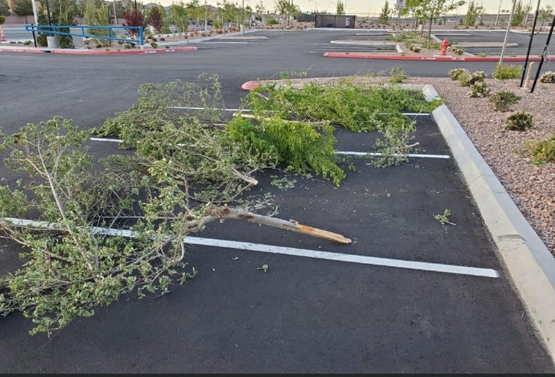 Shot of destroyed trees at Alyn Beck memorial Park on 4-18-20