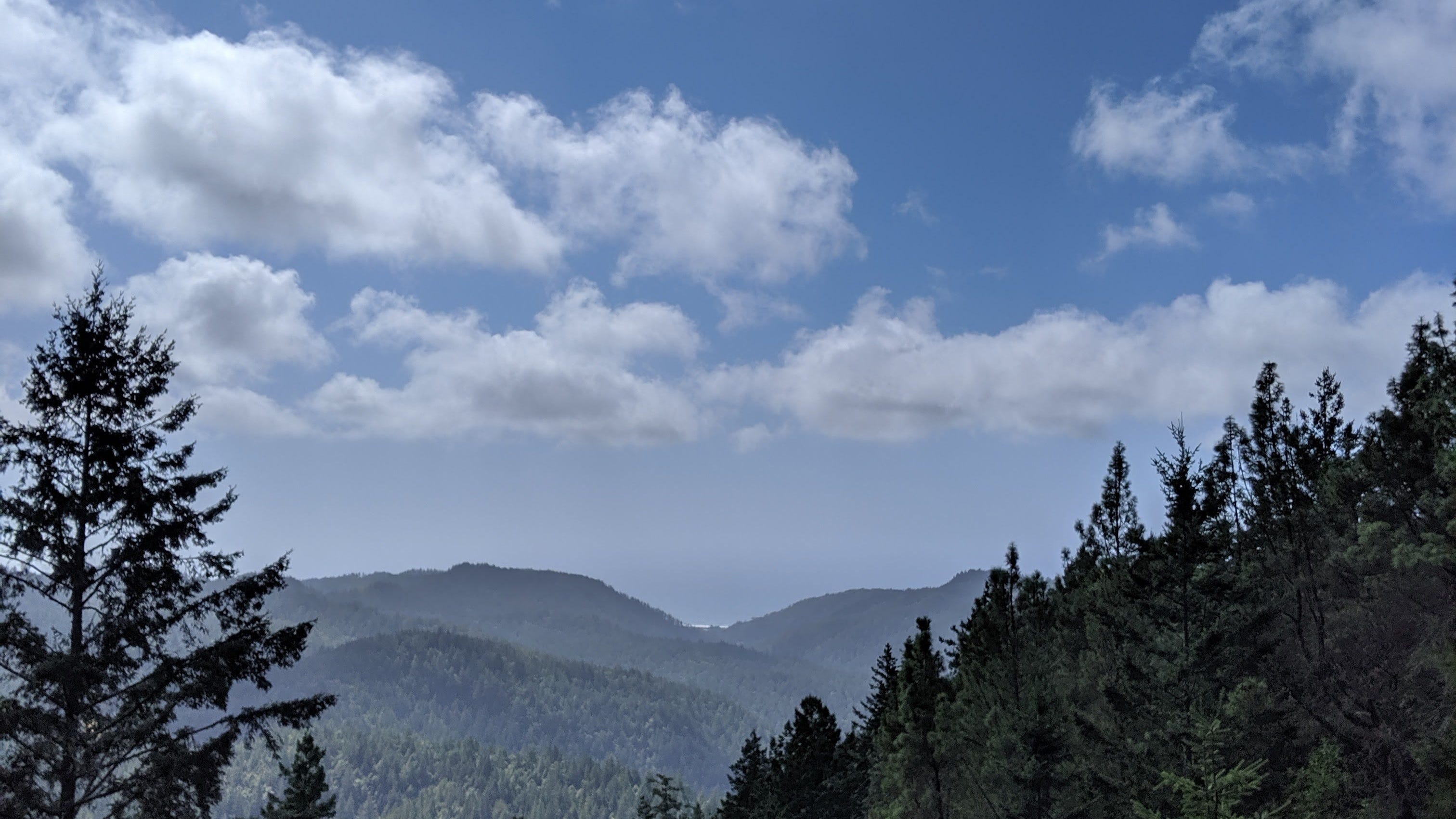 Many Of Big Basin's Ancient Redwoods, Including 'Mother of the Forest,' Look To Have Withstood Wildfire