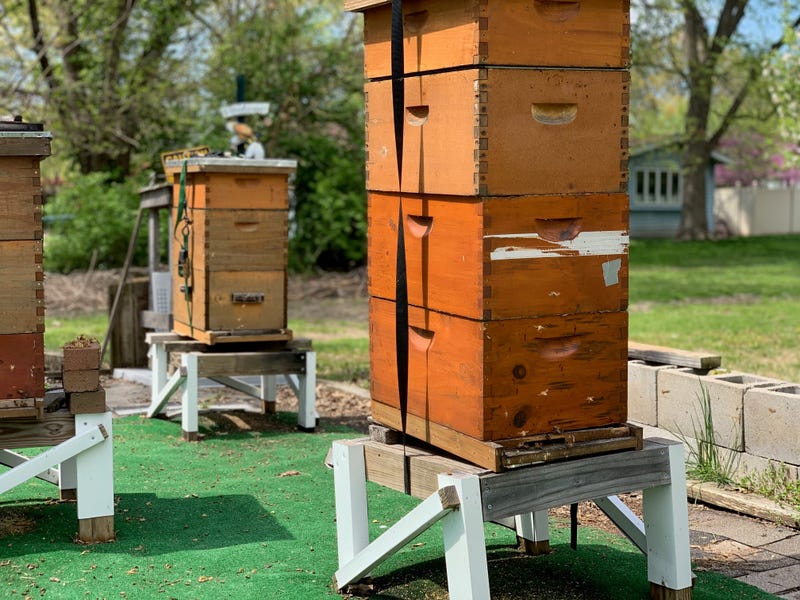 Hive at the Old Six Mile Museum