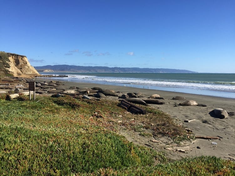 Elephant seals at Drakes Beach