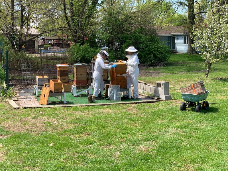 inspecting hives outside of the Old Six Mile Musuem
