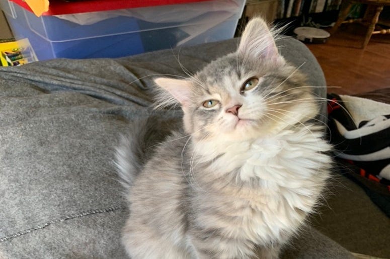 Cute kitten staring