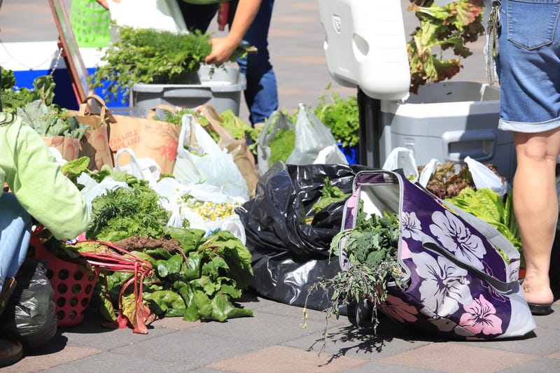 CCSD gardens growing food to donate to families
