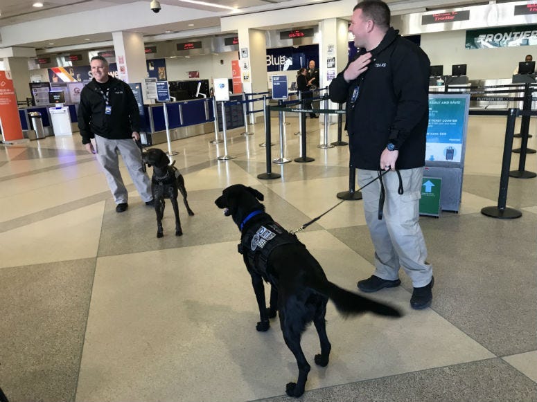 It's one of the ways the Transportation Security Administration sniffs out potential security threats at airports, including Philadelphia International Airport