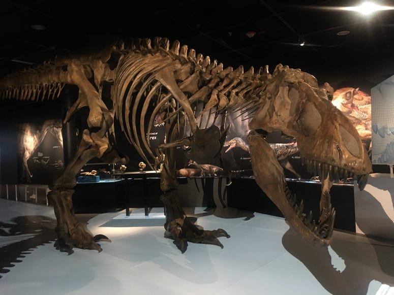 New exhibit features T-rex