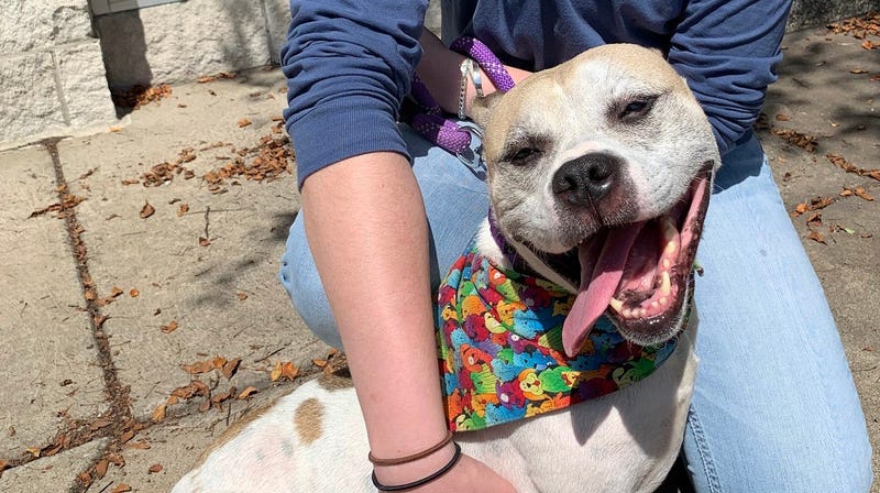 Adoptable shelter dog smiles for the camera