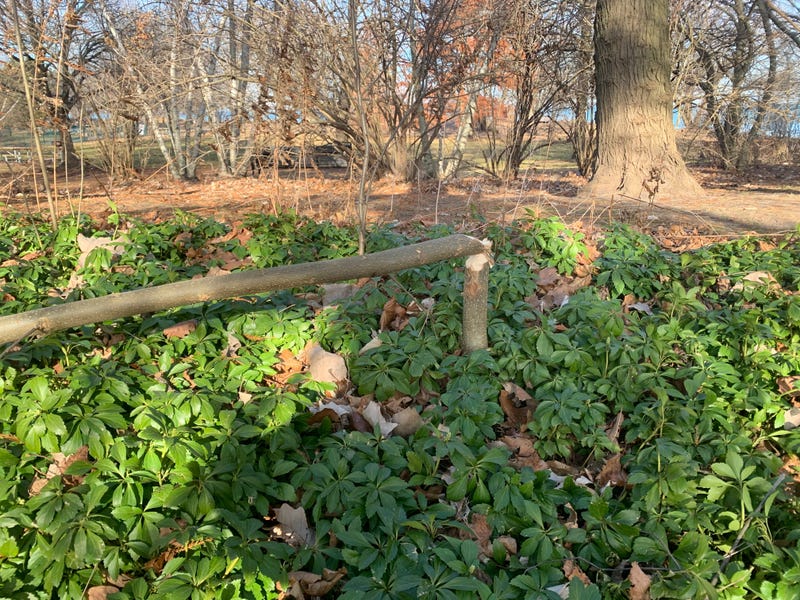 Beaver continues destroying Wilmette park