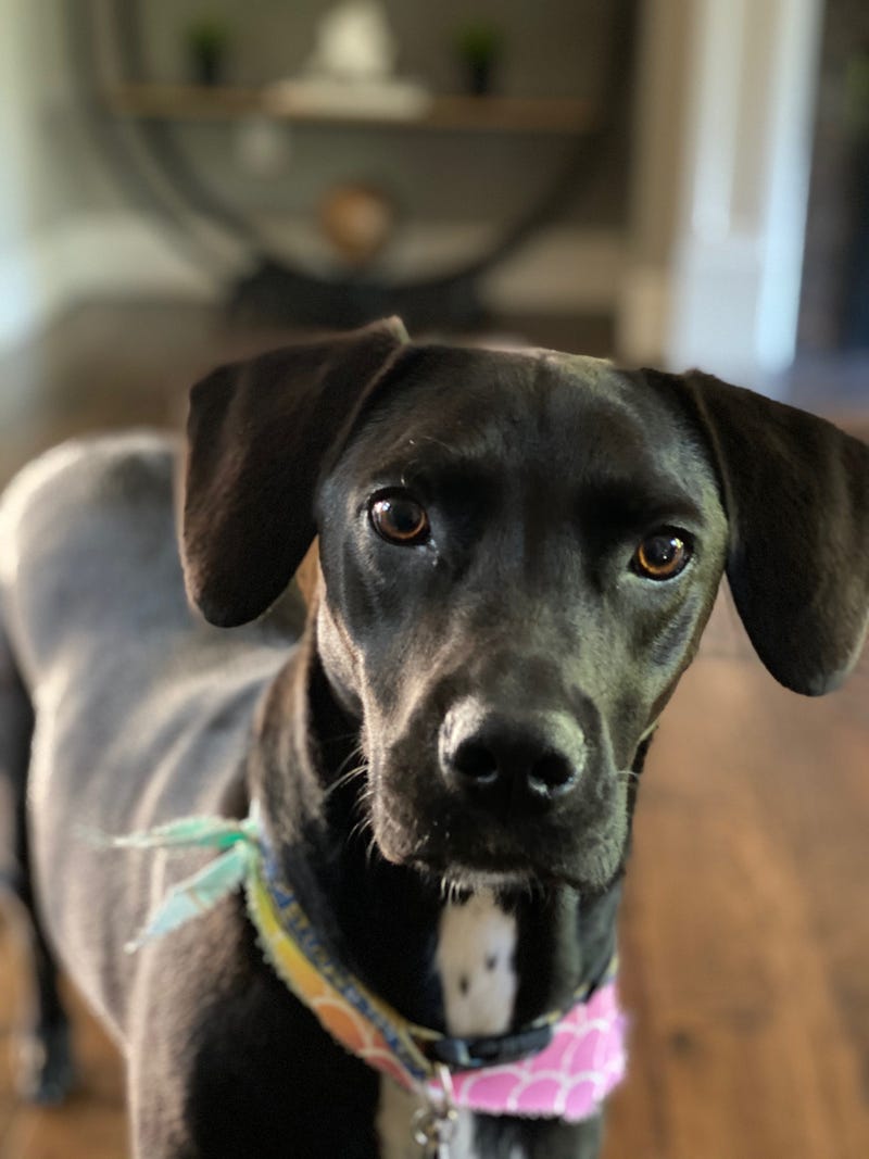 Happy Black Dog Day