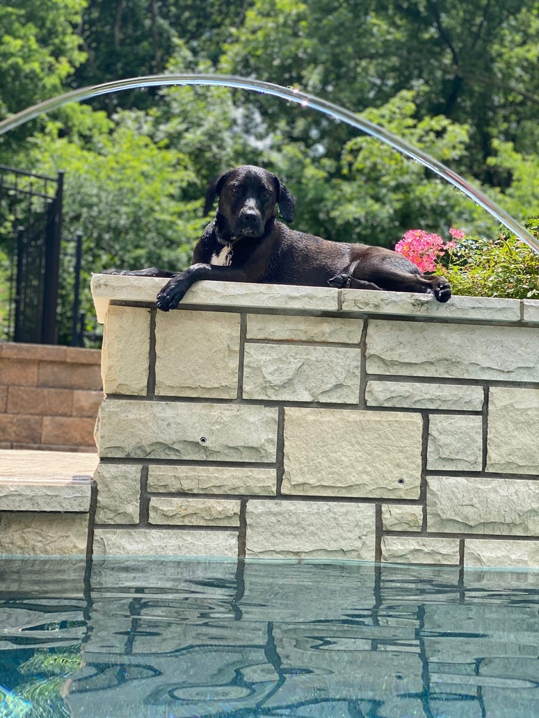 Celebrate National Black Dog Day